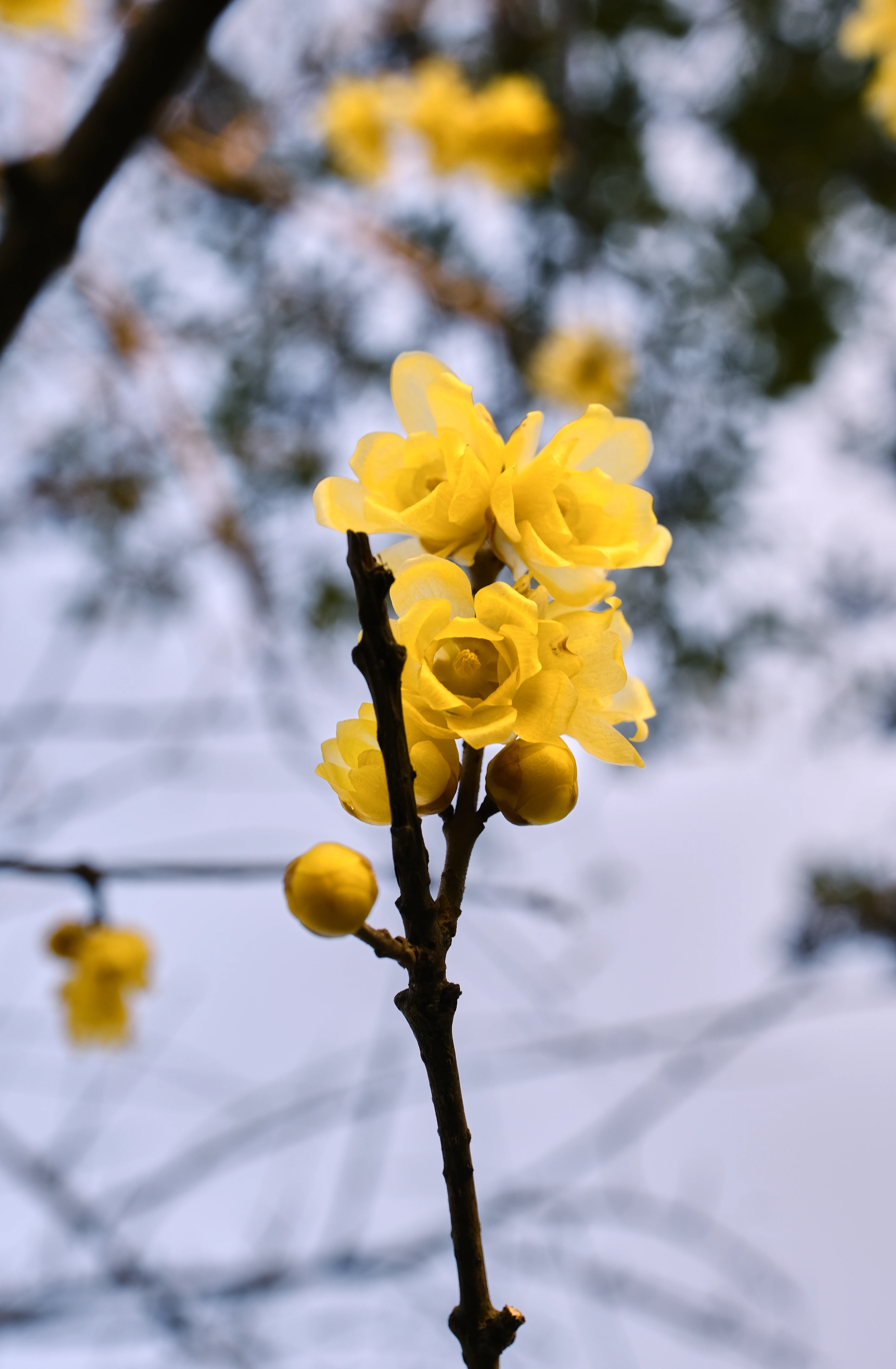 桂林公园02.webp
